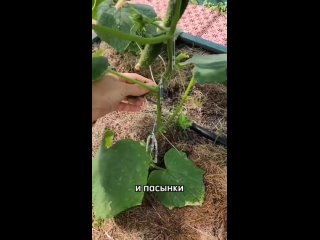 3 ways to shape cucumbers.
